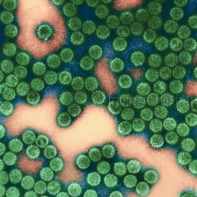 2019 08 12 20 56 9511 Papillomavirus Particles 20190812200126