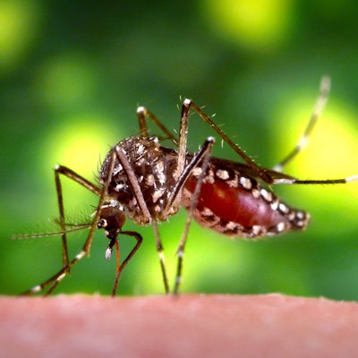 2019 08 21 18 24 8995 Mosquito Aedes Aegypti Zika 400