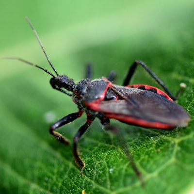 2019 12 20 00 36 0558 Kissing Bug Chagas 400