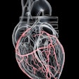 Artery Heart 3 D Resized