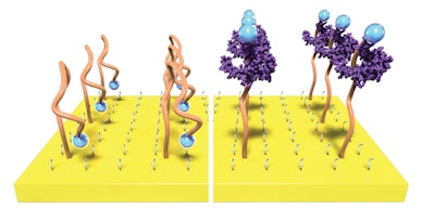 Single strands of engineered DNA, called aptamers, bind to a target and then fold to trigger an electrochemical signal.