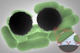 Dynabeads, which are antibody-coated superparamagnetic beads, served as a strong Raman reporter for the simultaneous capture and detection of pathogenic bacterium such as Salmonella enterica. This image shows the Dynabeads (gray spheres) interacting with S. enterica bacterium (in green). The inset shows the Y-shaped antibodies coating the Dynabeads.