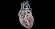 Artery Heart 3 D Social