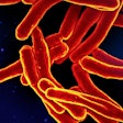Mycobacterium Tuberculosis Bacteria Niaid Social